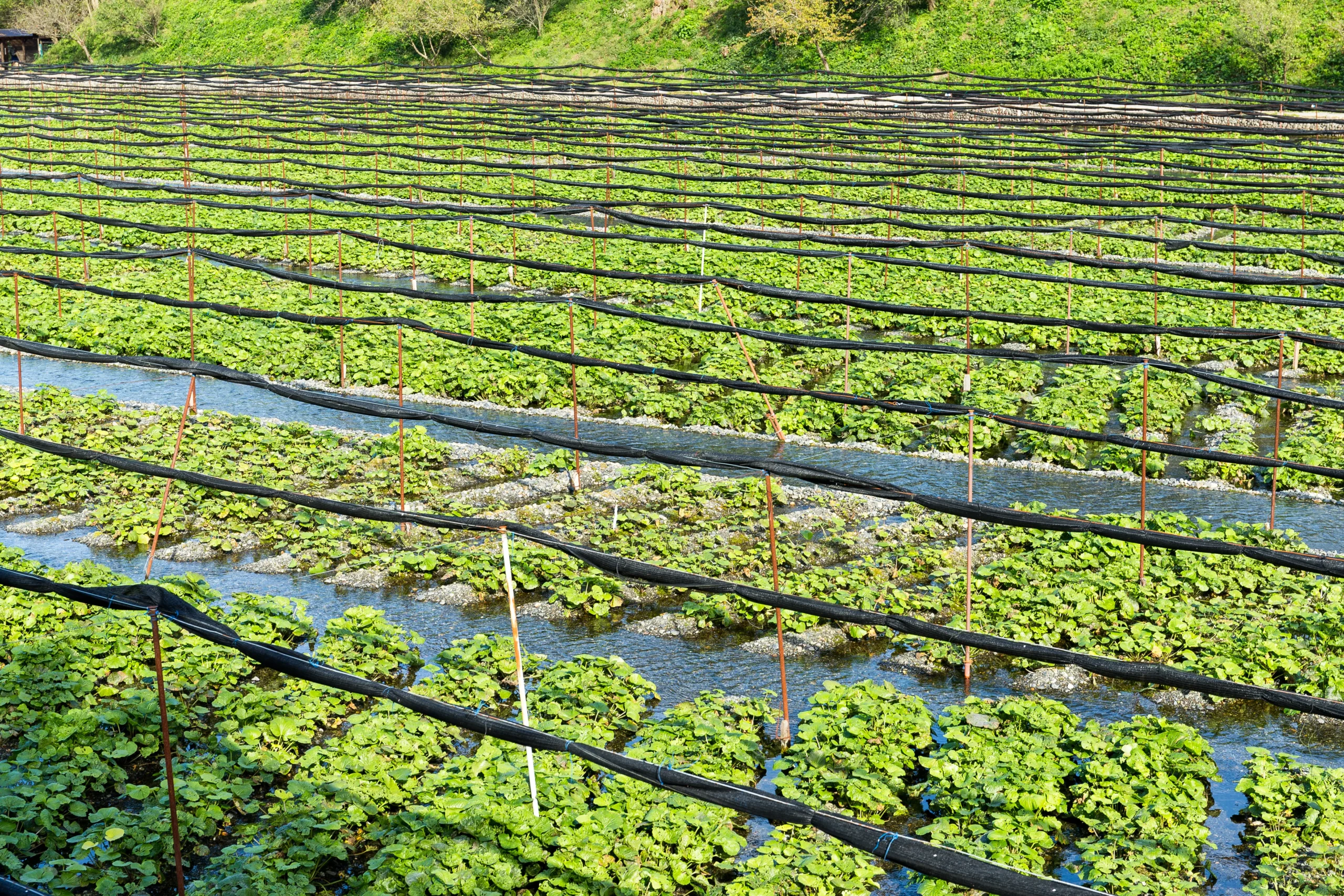 Perennial Irrigation | The Lifeblood of Landscapes in Dubai